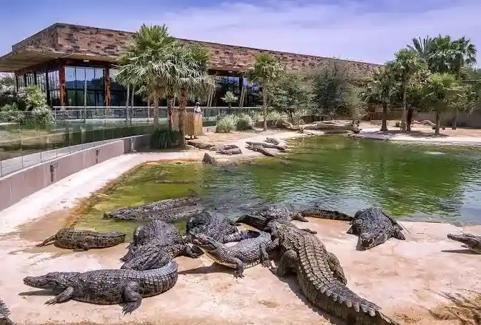 Dubai crocodile park